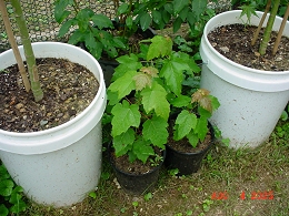 Potted Red Sunset Maple Trees