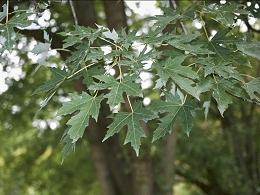 Potted Silver Maple Trees