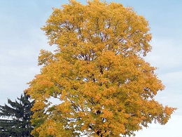 Potted Silver Maple Trees