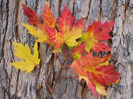 Potted Silver Maple Trees