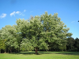 Potted Silver Maple Trees