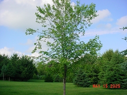 Potted Silver Maple Trees