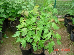 Potted Silver Maple Trees