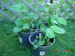 Potted Strawberry Plants