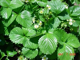 Potted Strawberry Plants