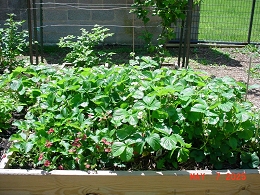 Potted Strawberry Plants