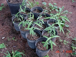 Potted Babylon Weeping Willow Tree