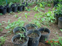 Potted Babylon Weeping Willow Tree