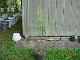 Potted Babylon Weeping Willow Tree